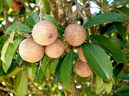 Sapodilla on Tree